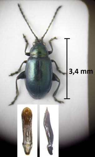Altica oleracea oleracea